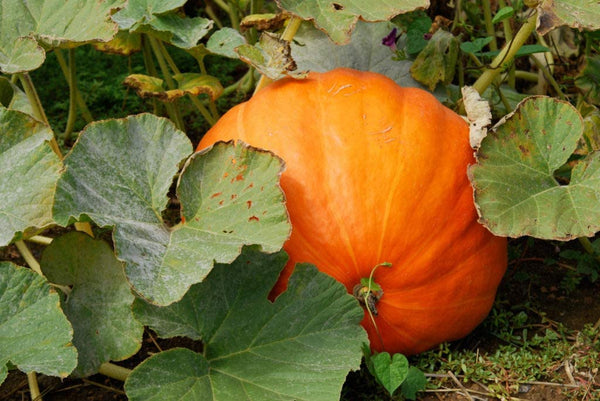 Pumpkin Seeds, Jack-O-Lantern Pumpkin Seeds,"COOL BEANS N SPROUTS" Brand. Heirloom. Non-GMO. Home Gardening. - Cool Beans & Sprouts