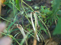 Pea Mississippi Silver Cowpea Seeds  ,"COOL BEANS N SPROUTS" Brand. Home Gardening. - Cool Beans & Sprouts