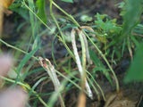 Pea Mississippi Silver Cowpea Seeds  ,"COOL BEANS N SPROUTS" Brand. Home Gardening. - Cool Beans & Sprouts