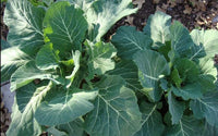 Collard Green Seeds,  Georgia Southern Collard Greens Seeds ,"COOL BEANS N SPROUTS" Brand. Home Gardening. - Cool Beans & Sprouts