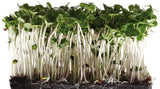 Broccoli Seeds for Sprouting Microgreens "COOL BEANS n SPROUTS" Brand. A superfood Packed with antioxidants and Health-Promoting nutrients. A Small Town Family Run USA Business.Thank You ! - Cool Beans & Sprouts