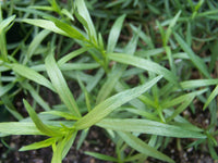 Tarragon Herb Seeds,"COOL BEANS N SPROUTS" Brand. Herb. Non-GMO. Home Gardening. - Cool Beans & Sprouts