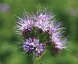 Lacy Phacelia Flower Seeds,"COOL BEANS N SPROUTS" Brand. Home Gardening. - Cool Beans & Sprouts