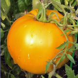 Tomato Seeds , Jubilee Tomato Seeds,"COOL BEANS N SPROUTS" Brand. Heirloom. Non-GMO. Home Gardening. - Cool Beans & Sprouts
