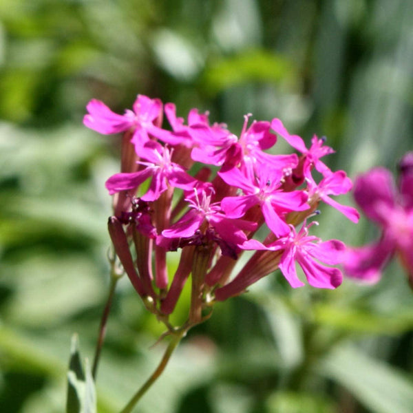 Catchfly Flower Seeds,  "COOL BEANS N SPROUTS" Brand. Home Gardening. - Cool Beans & Sprouts