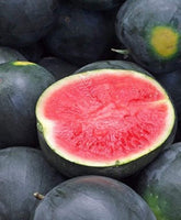 Watermelon Seeds,  Black Diamond Watermelon Seeds,"COOL BEANS N SPROUTS" Brand. Heirloom. Non-GMO. Home Gardening. - Cool Beans & Sprouts