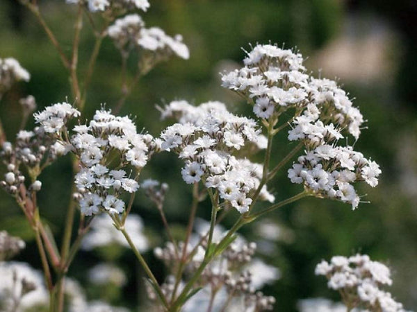 baby's breath flower seeds Baby's Breath Flower Seeds, "COOL BEANS N SPROUTS" Brand. Home Gardeni