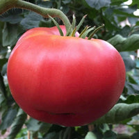 Tomato Seeds,  Red Ponderosa Tomato Seeds,"COOL BEANS N SPROUTS" Brand. Heirloom. Non-GMO. Home Gardening. - Cool Beans & Sprouts