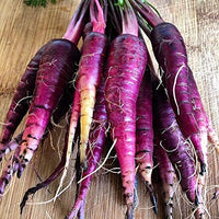 Carrot Seeds- Purple Haze Carrot Seeds , "COOL BEANS N SPROUTS" Brand. Home Gardening. - Cool Beans & Sprouts