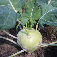 Kohlrabi Seeds ,"COOL BEANS N SPROUTS" Brand. Home Gardening. - Cool Beans & Sprouts