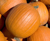 Pumpkin Seeds , Mammoth Gold Pumpkin Seeds, "COOL BEANS N SPROUTS" Brand. Heirloom. Non-GMO. Home Gardening. - Cool Beans & Sprouts