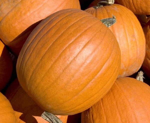 Pumpkin Seeds , Mammoth Gold Pumpkin Seeds, "COOL BEANS N SPROUTS" Brand. Heirloom. Non-GMO. Home Gardening. - Cool Beans & Sprouts
