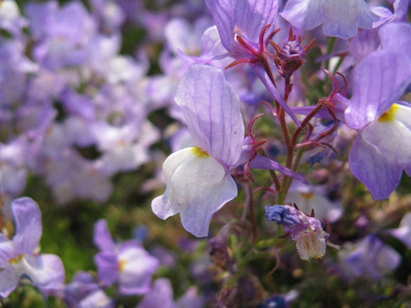 Snapdragon Flower Seeds ,  Linaria Maroccana Snapdragon Fairy Bouquet Flower Seeds,"COOL BEANS N SPROUTS" Brand. Home Gardening. - Cool Beans & Sprouts