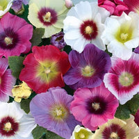 Hollyhock Flower Seeds,  Hollyhock Mixed Flower Seeds, "COOL BEANS N SPROUTS" Brand. Home Gardening. - Cool Beans & Sprouts