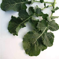Kale Seeds, Premier Kale Seeds,"COOL BEANS N SPROUTS" Brand. Home Gardening. - Cool Beans & Sprouts