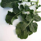Kale Seeds, Premier Kale Seeds,"COOL BEANS N SPROUTS" Brand. Home Gardening. - Cool Beans & Sprouts