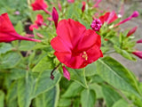 Four O'Clock Red Flower Seeds,"COOL BEANS N SPROUTS" Brand. Home Gardening. - Cool Beans & Sprouts