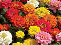 Zinnia Flower Seeds, California Giant Zinnia Flower Seeds, "COOL BEANS N SPROUTS" Brand. Non-GMO. Homer Gardening. - Cool Beans & Sprouts