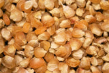 Corn Seeds,  Bantam Corn Seeds, "COOL BEANS N SPROUTS" Brand. Home Gardening. - Cool Beans & Sprouts