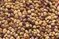 Clover Seeds  Red Clover Seeds,  "COOL BEANS N SPROUTS" Brand. Home Gardening. - Cool Beans & Sprouts
