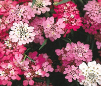 Candytuft Flower seeds    Candytuft Dwarf Fairy Mix Seeds,"COOL BEANS N SPROUTS" Brand. Home Gardening. - Cool Beans & Sprouts