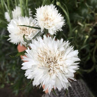 Bachelor Button Seeds, Tall White Bachelor Button Flower Seeds,"COOL BEANS N SPROUTS" Brand. Home Gardening. - Cool Beans & Sprouts