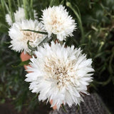 Bachelor Button Seeds, Tall White Bachelor Button Flower Seeds,"COOL BEANS N SPROUTS" Brand. Home Gardening. - Cool Beans & Sprouts