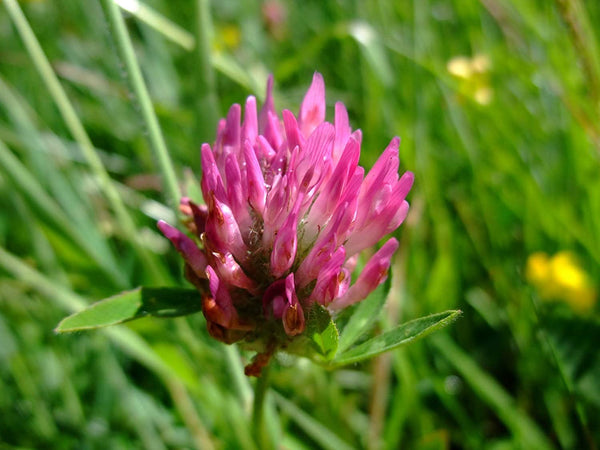 Clover Seeds  Red Clover Seeds,  "COOL BEANS N SPROUTS" Brand. Home Gardening. - Cool Beans & Sprouts