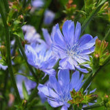 Chicory Flower Seeds,  "COOL BEANS N SPROUTS" Brand. Home Gardening. - Cool Beans & Sprouts