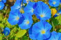 Morning Glory Seeds, Heavenly Blue Morning Glory Flower Seeds, "COOL BEANS N SPROUTS" Brand. Home Gardening. - Cool Beans & Sprouts