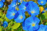 Morning Glory Seeds, Heavenly Blue Morning Glory Flower Seeds, "COOL BEANS N SPROUTS" Brand. Home Gardening. - Cool Beans & Sprouts