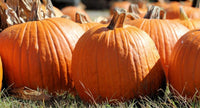 Pumpkin Seeds, Jack-O-Lantern Pumpkin Seeds,"COOL BEANS N SPROUTS" Brand. Heirloom. Non-GMO. Home Gardening. - Cool Beans & Sprouts