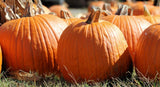 Pumpkin Seeds, Jack-O-Lantern Pumpkin Seeds,"COOL BEANS N SPROUTS" Brand. Heirloom. Non-GMO. Home Gardening. - Cool Beans & Sprouts