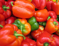 Pepper Seeds, California Wonder Bell Pepper Seeds,"COOL BEANS N SPROUTS" Brand. Heirloom. Non-GMO. Home Gardening. - Cool Beans & Sprouts
