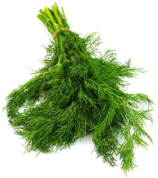Dill Herb Seeds , Bouquet Dill Seeds, "COOL BEANS N SPROUTS" Brand. Home Gardening. - Cool Beans & Sprouts