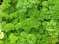 Parsley Herb Seeds,  Triple Curled Parsley, "COOL BEANS N SPROUTS" Brand. Home Gardening. - Cool Beans & Sprouts