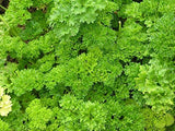 Parsley Herb Seeds,  Triple Curled Parsley, "COOL BEANS N SPROUTS" Brand. Home Gardening. - Cool Beans & Sprouts