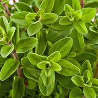 Marjoram Herb Seeds, Sweet Marjoram Seeds, "COOL BEANS N SPROUTS" Brand. Home Gardening. - Cool Beans & Sprouts