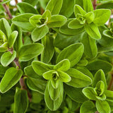 Marjoram Herb Seeds, Sweet Marjoram Seeds, "COOL BEANS N SPROUTS" Brand. Home Gardening. - Cool Beans & Sprouts