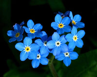 Forget-Me-Not Flower Seeds,"COOL BEANS N SPROUTS" Brand. Home Gardening. - Cool Beans & Sprouts