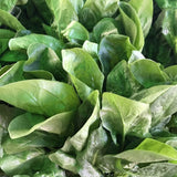 Spinach Seeds, Giant Noble Spinach Seeds,"COOL BEANS N SPROUTS" Brand. Heirloom. Non-GMO. Home Gardening. - Cool Beans & Sprouts