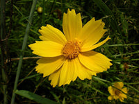 Lance-Leaved Coreopsis Flower Seeds,"COOL BEANS N SPROUTS" Brand. Home Gardening. - Cool Beans & Sprouts