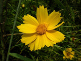 Lance-Leaved Coreopsis Flower Seeds,"COOL BEANS N SPROUTS" Brand. Home Gardening. - Cool Beans & Sprouts