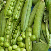 Pea Seeds, Little Marvel Pea Seeds,"COOL BEANS N SPROUTS" Brand. Heirloom. Non-GMO. Home Gardening. - Cool Beans & Sprouts