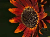 Sunflower Flower Seeds, Red Sun Sunflower Seeds, "COOL BEANS N SPROUTS" Brand. Non-GMO. Home Gardening. - Cool Beans & Sprouts