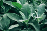 Sage herb Seeds, Broadleaf Sage Seeds, "COOL BEANS N SPROUTS" Brand. Herb. Heirloom. Non-GMO. Home Gardening. - Cool Beans & Sprouts