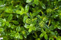 Summer Savory Spice Seeds, "COOL BEANS N SPROUTS" Brand. Herb. Non-GMO. Home Gardening. - Cool Beans & Sprouts