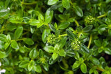 Summer Savory Spice Seeds, "COOL BEANS N SPROUTS" Brand. Herb. Non-GMO. Home Gardening. - Cool Beans & Sprouts