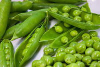 Pea Seeds,  Thomas Laxton Pea Seeds,"COOL BEANS N SPROUTS" Brand. Home Gardening. - Cool Beans & Sprouts