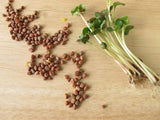 Daikon Radish -"COOL BEANS n SPROUTS" Brand, Radish Daikon Sprouting Seeds. Known to be a Spicy Radish. - Cool Beans & Sprouts